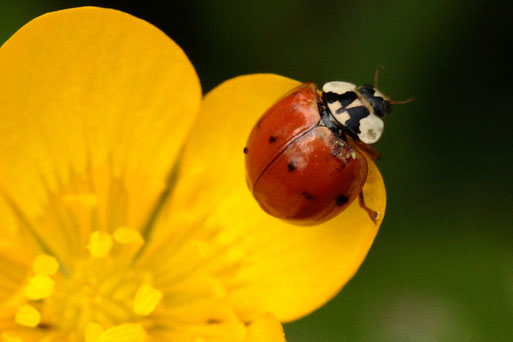 Asiatischer Marienkäfer - Harmonia axyridis; auf einer Hahnenfußblüte - Streuobstwiese südwestlich von Spielberg (G. Franke, 28.05.2022)