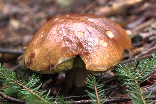 Steinpilz bei Ittersbach (G. Franke, 03.10.2022)