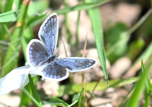 Kurzschwänziger Bläuling - Cupido argiades; Wiese südlich von Karlsbad-Spielberg (G. Franke, 17.04.2026)