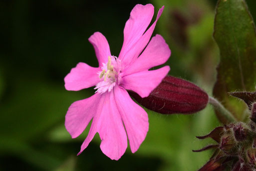 Blüte der Roten Lichtnelke - Silene dioica; Karlsbad-Spielberg - Streuobstwiesenrand am Garten (G. Franke, 11.05.2021)