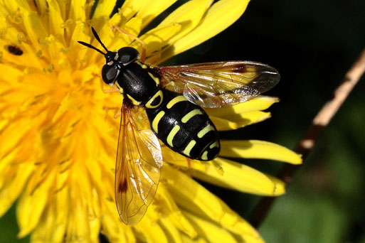 Späte Wespenschwebfliege - Chrysotoxum festivum; Streuobstwiese südlich von Spielberg (G. Franke, 18.09.2022)