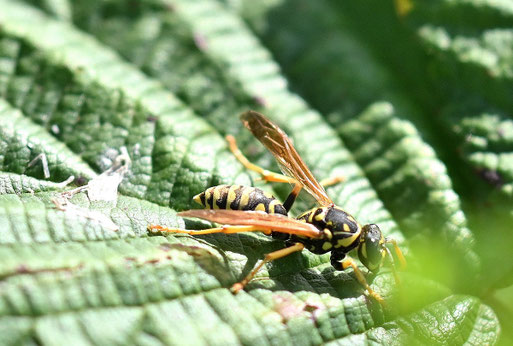 Haus-Feldwespe - Polistes dominula (G. Franke)