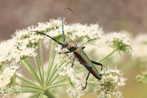 Moschusbock - Aromia moschata; Bahnböschung bei Ittersbach, Nähe Gewerbegebiet "Stockmädle" (G. Franke, 18.08.2016)