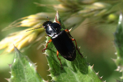 Zweifleckiger Schmuckläufer - Anisodactylus binotatus; am Feldrand bei Auerbach - Danke für die Bestimmung durch kerbtier.de (G. Franke, 16.06.2021)