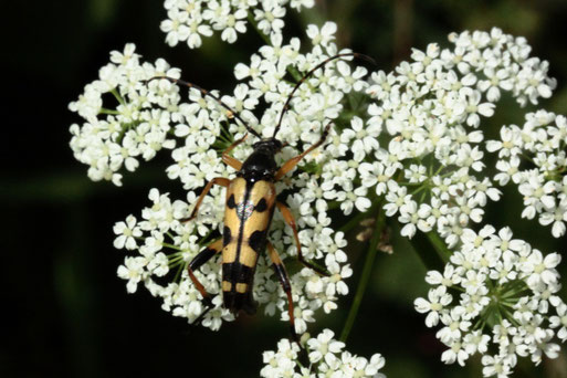 Gefleckter Schmalbock - Leptura maculata; Streuobstwiese südwestlich von Spielberg (G. Franke, 18.06.2022)