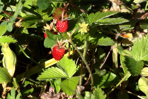 Wald-Erdbeere - Fragaria vesca; Waldwegrand am Maienberg bei Dobel (G. Franke, 21.06.2020)