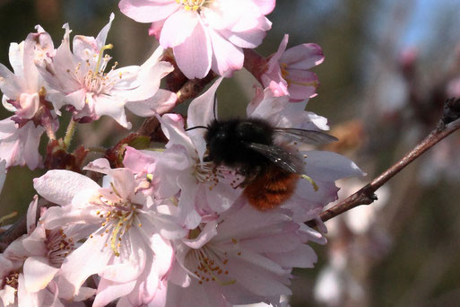 Gehörnte Mauerbiene - Osmia cornuta; auf Zierkirschenblüten im Garten (G. Franke, Spielberg, 20.03.2022)