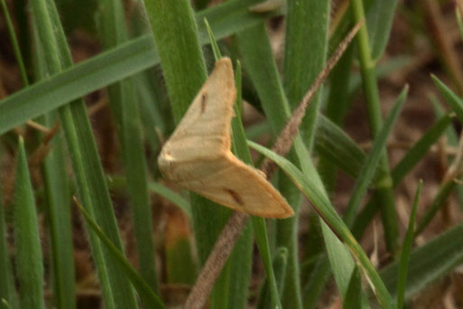 Möhrenzünsler - Sitochroa palealis; Flügelspannweite ca. 25 mm - Streuobstwiese südlich von Spielberg (G. Franke, 27.07.2022)