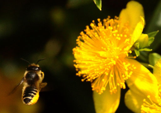 Wildbiene im Anflug auf eine Johanniskrautblüte (G. Franke, Spielberg, 27.07.2021)