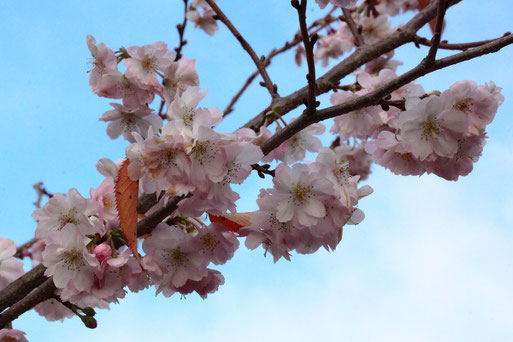 blühende Winterkirsche - Prunus subhirtella áutumnalis´ - Spielberger Garten (G. Franke, 26.11.2022)