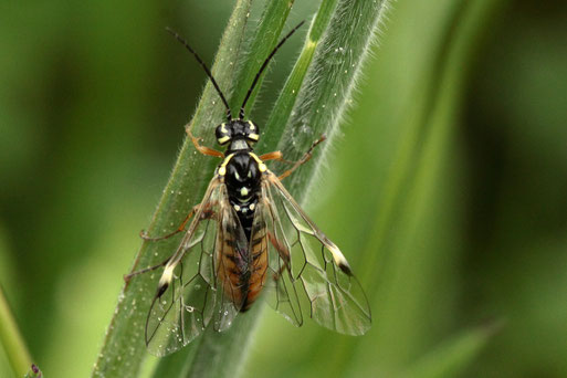 Netzflügelige Blattwespe, männlich - Tenthredopsis nassata; Streuobstwiese südlich von Spielberg (G. Franke, 05.05.2022)