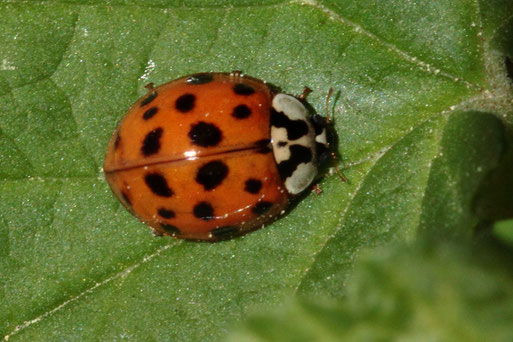 Asiatischer Marienkäfer - Harmonia axyridis; Garten bei Spielberg (G. Franke, 23.04.2020)