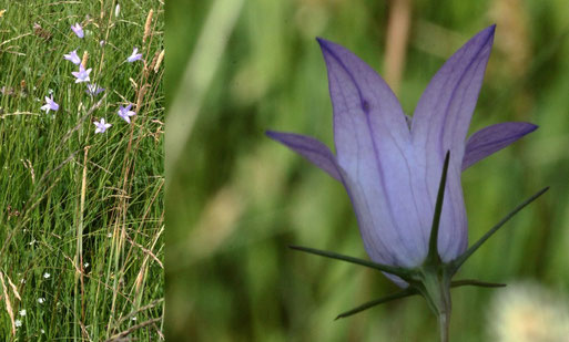 Rapunzel-Glockenblume - Campanula rapunculus; Streuobstwiese südwestlich von Spielberg (G. Franke, 07.06.2022)