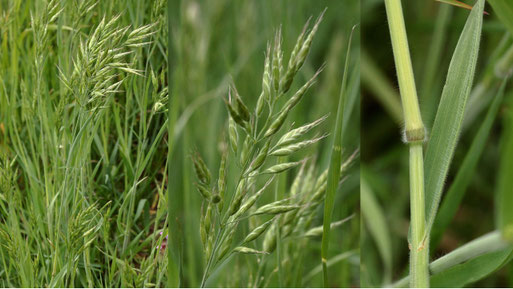 Weiche Trespe - Bromus hordeaceus; Ackerrand bei Langensteinbach (G. Franke, 14.05.2021)