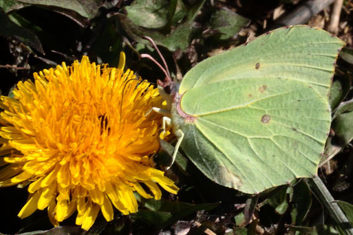 Zitronenfalter - Gonepteryx rhamni; am Ackerrand bei Auerbach, Nektar saugend auf einer Löwenzahnblüte (G. Franke, 30.03.2021)