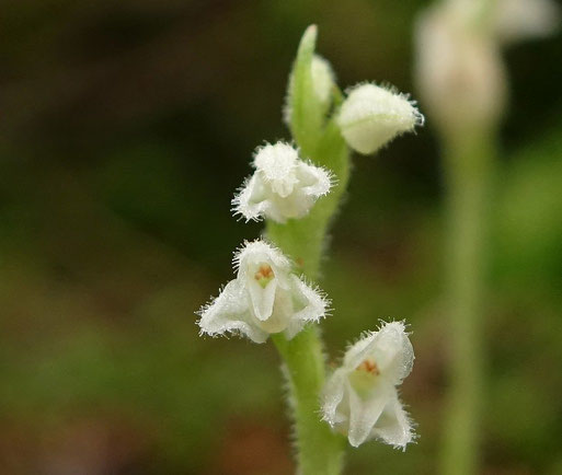 Blütenstand des Kriechenden Netzblattes - Goodyera repens (naturgucker.de, Günther und Monika Kainz, 2016)