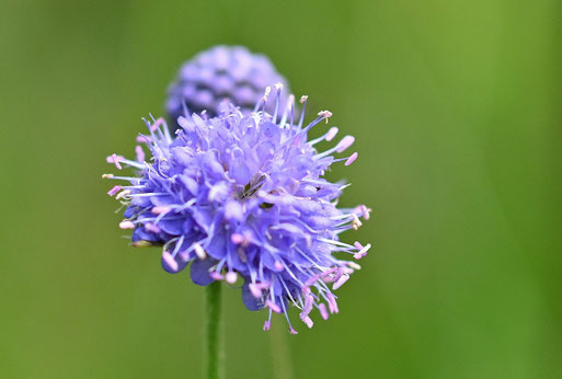 Succisa pratensis - Gewöhnlicher Teufelsabbiss; Wiese bei Karlsbad-Spielberg (G. Franke, 22.07.2025)