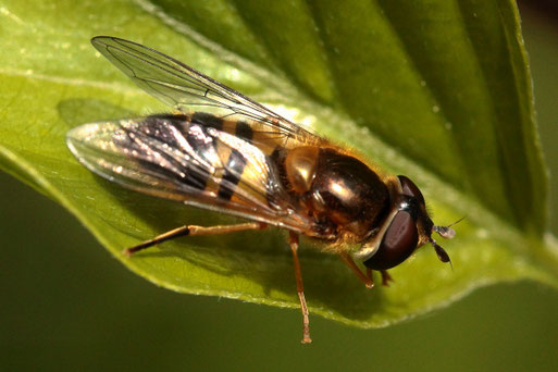 Epistrophe  eligans - Zweiband-Wiesenschwebfliege; bei Spielberg (G. Franke, Mai 2021)