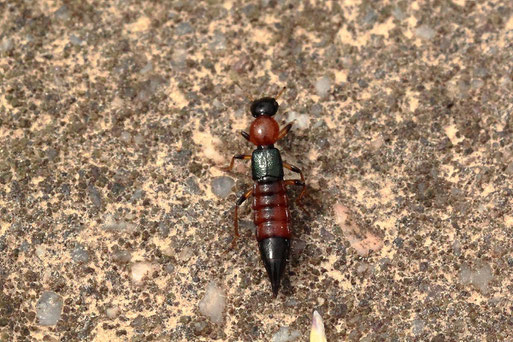 Ufer-Kurzflügler - Paederus litoralis (G. Franke) Spielberger Garten - 20.02.19 und 09.05.20