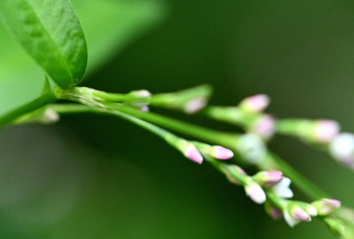 Blütenstand von Persicaria mites, bei Waldbronn-Etzenrot (G. Franke, 06.08.2025)