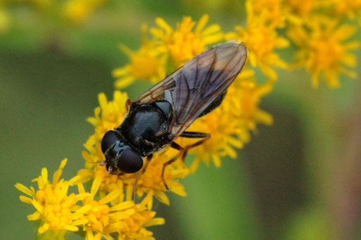 Erzschwebfliege unbest. - Cheilosia spec.; Streuobstwiesenrand am Wald südlich von Spielberg - diese kleinen dunklen Schwebfliegen sind am Foto kaum zu unterscheiden bis auf wenige Arten  (G. Franke, 09.08.2022)