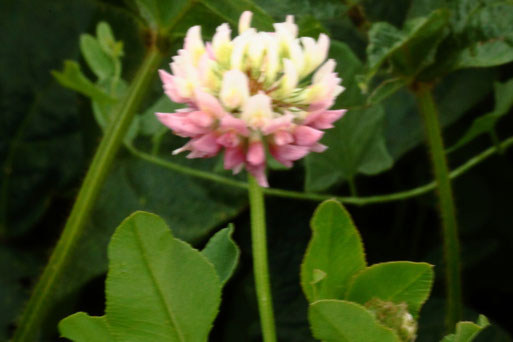 Bastard-Klee - Trifolium hybridum; Feldrand zwischen Langensteinbach und Auerbach - Bestandsnachweis, Foto leider etwas unscharf (G. Franke, 11.08.2021)