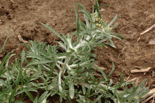 Sumpf-Ruhrkraut - Gnaphalium uliginosum; eine weißfilzige, einjährige Pflanze aus der Fam. der Korbblütengewächse; auf zeitweise nassen, nährstoffreichen, oft kalkarmen Lehmböden, am lichten Rand eines Maisfeldes bei Langensteinbach (G. Franke, 17.08.21)