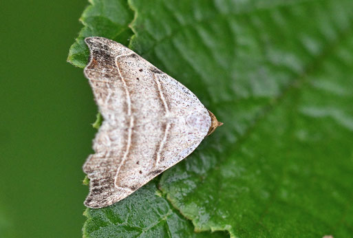Sicheleule - Laspeyria flexula; Gehölzstreifen neben einem Wiesenweg bei Karlsbad-Spielberg (G. Franke, 09.09.2025) vielen Dank für die Bestimmungshilfe im Lepiforum