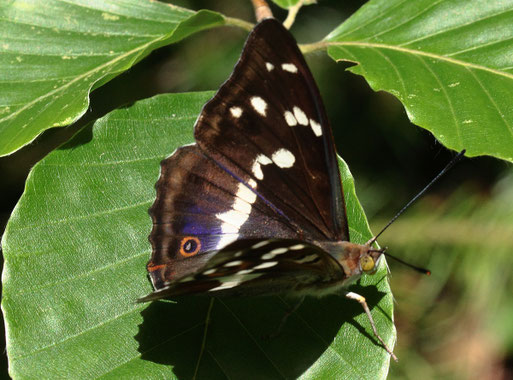 Großer Schillerfalter - Apatura iris (G. Franke) beobachtet bisher an den Hängen des Moosalbtal und in der Rheinebene bei Karlsruhe - die Art ist besonders in Auwäldern zu finden