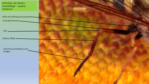 Gliederung eines Schwebfliegen-Beines am Bsp. des Hinterbeines der Kleinen Schwebfliege (Syrphus vitripennis) (Foto: G. Franke)