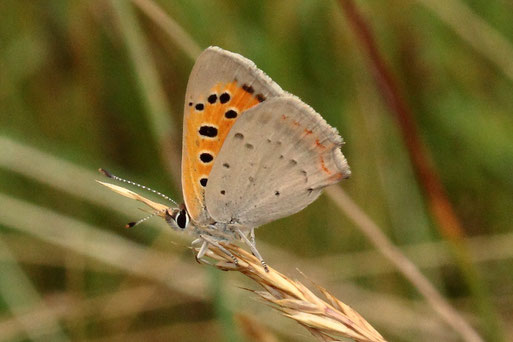 Kleiner Feuerfalter - Lycaena phlaeas; Streuobstwiese südlich von Spielberg (G. Franke, 22.06.2022)