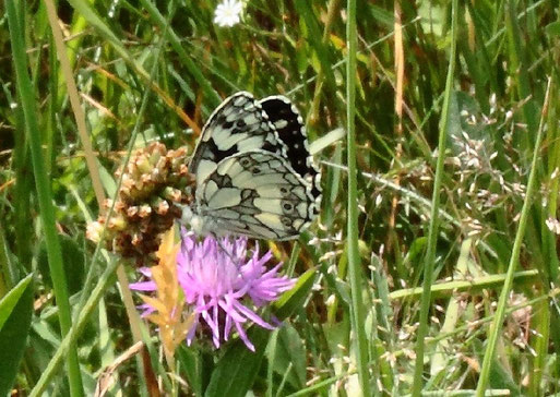 Schachbrett - Melanargia galathea; Flügelunterseite; bei Karlsbad-Spielberg (G. Franke, 2022)