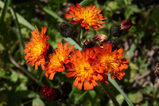 Orangerotes Habichtskraut - Hieracium aurantiacum; Waldwegrand am Heuberg bei Dennach (G. Franke, 23.06.2020)