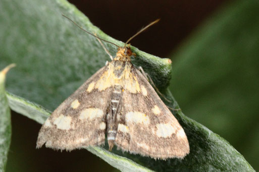 Purpurroter Zünsler (Farbvariante) - Pyrausta purpuralis - Streuobstwiesenrand in Gartennähe südlich von Spielberg (G. Franke, 21.07.2022) Danke für die Bestimmungshilfe im Lepiforum