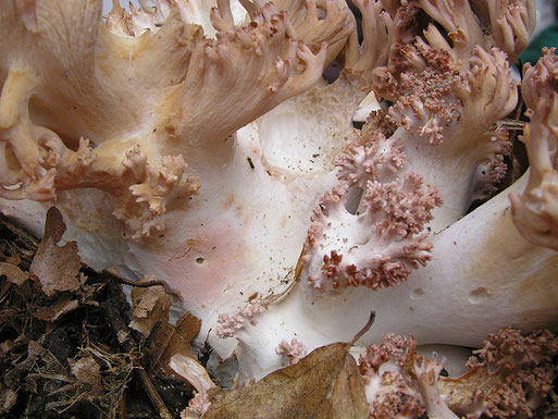 Bild 2 (B. Miggel)