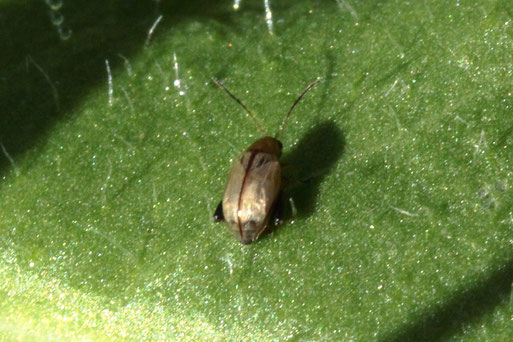 Ein Käfer aus der Familie der Blattkäfer, Unterfamilie der Flohkäfer - Halticinae sp.; ca. 2 mm lang, Streuobstwiese südlich von Spielberg (G. Franke, 04.10.22) die Fachleute von kerbtier.de können leider nur bis zur Unterfamilie bestätigen am Foto