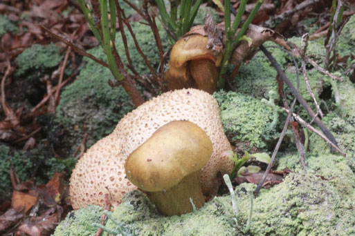 Schmarotzer-Röhrlinge (Xerocomus parasiticus) an einem Kartoffel-Bovist - essbar, sollte aber auf Grund der Seltenheit nicht genommen werden