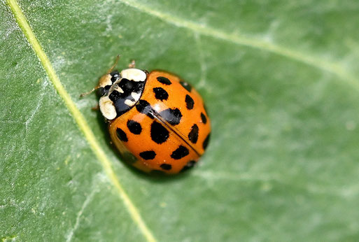 Asiatischer Marienkäfer - Harmonia axyridis; bei Karlsbad-Spielberg (G. Franke, 05.04.2026)