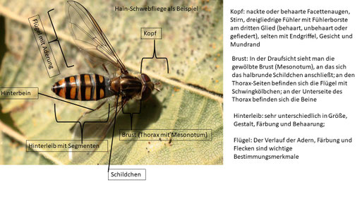 Schwebfliegen in Karlsbad, Waldbronn und Umgebung