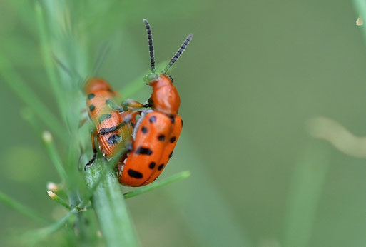 Zwölfpunkt-Spargelkäfer; Garten bei Karlsbad-Spielberg (G. Franke, 15.07.2026)