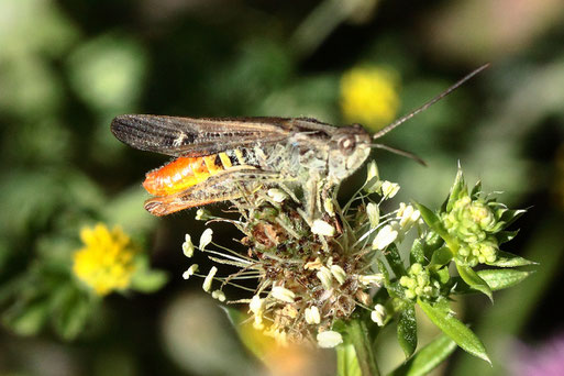 Buntbäuchiger Grashüpfer am Wurstbergkopf bei Bad Herrenalb (G. Franke, 12.07.2020)