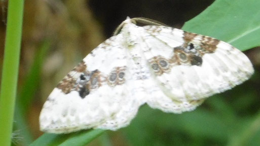 Schwarzbraun-Bindenspanner - Xanthorhoe montanata; im Oberen Albtal - Bereich Zieflesberg, Plotzsägemühle (Foto: H. Schuldt, 28.05.2026)