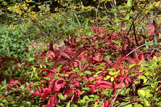 Wilder Wein in Herbstfärbung - Waldwegrand bei Auerbach (G. Franke, 21.09.2021)