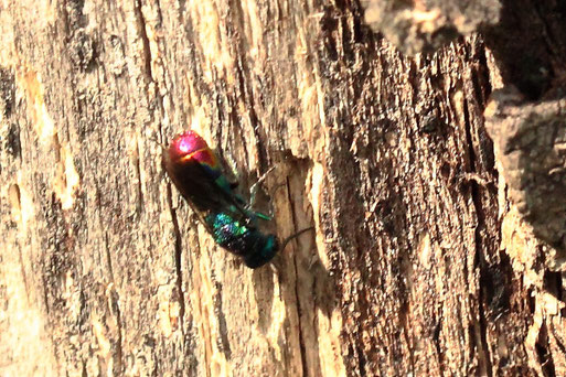 Gemeine Goldwespe - Chrysis ignita;  Streuobstwiese südlich von Spielberg (G. Franke, 16.05.2022)