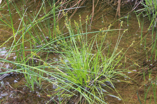 Stern-Segge (Igel-Segge) - Carex echinata; Eyachtal (G. Franke, 22.06.2015)