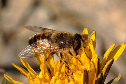 Mistbiene - Eristalis tenax, männlich; Ackerrand bei Auerbach, eine bei uns häufig zu findende Schwebfliegenart (G. Franke, 19.05.2021)