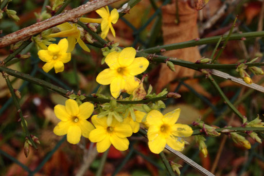 Gelber Winterjasmin - Jasminum nudiforum; Spielberger Garten (G. Franke, 26.11.2022)