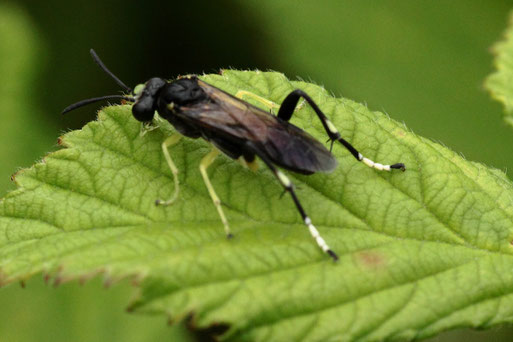 Bergblattwespe - Macrophya montana; Streuobstwiesenrand am Wald südwestlich von Spielberg (G. Franke, 04.06.2022)