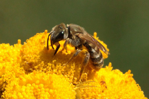 Dichtpunktierte Goldfurchenbiene - Halictus subauratus; auf Rainfarnblüten - Streuobstwiese - Gartenrand, südlich von Spielberg; relativ selten (G. Franke, 02.08.2022) Vielen Dank für die Bestimmungshilfe durch V. Nix von Fachbeirat naturgucker.de