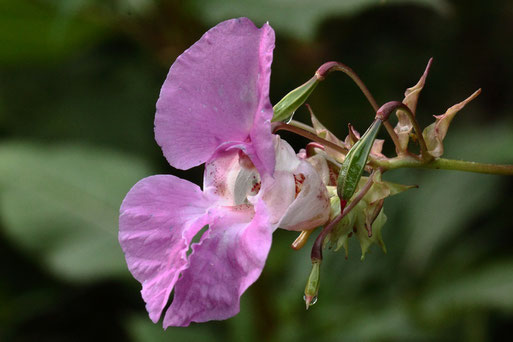 Blüte des Drüsigen Springkrautes - Impatiens glandulifera - Waldweggraben bei Straubenhardt-Langenalb; ein invasiver Neophyt, der heimische Pflanzen verdrängt, allerdings von Bienen gern besucht (G. Franke, 27.08.2020)